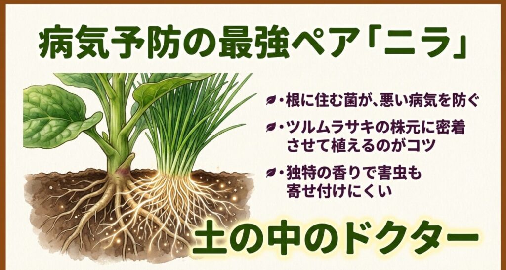 ツルムラサキとニラを根が触れ合うように植える病気予防のテクニック