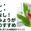 土を使わない水耕栽培でみょうがを育てるメリット。虫がわかず手間もかからない栽培イメージ