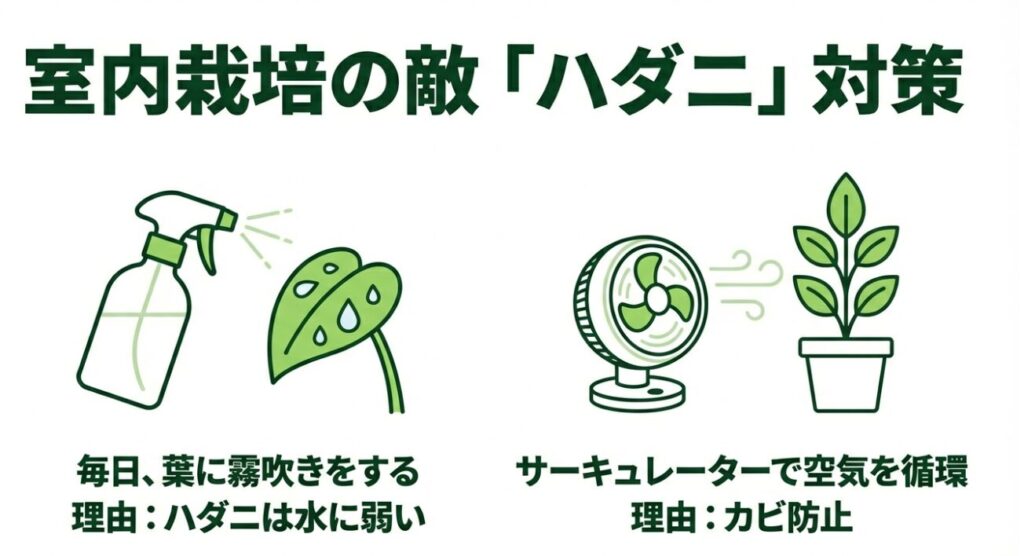 葉水を毎日行ってハダニを防ぎ、サーキュレーターで空気を循環させてカビを防止する管理テクニック