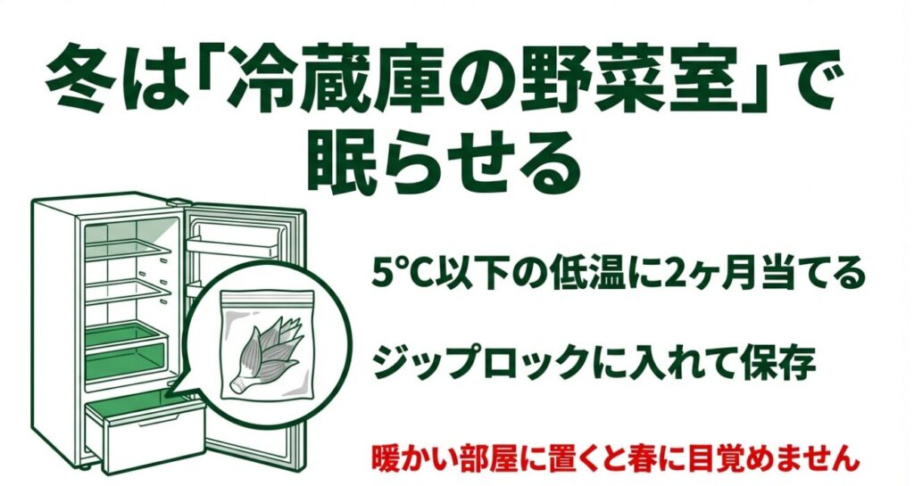 ジップロックに入れて冷蔵庫の野菜室で2ヶ月間低温に当て、春の発芽に備える冬越しの手順