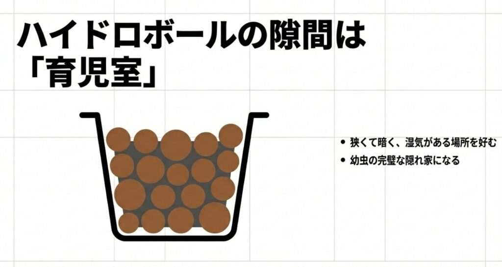 ハイドロボールの隙間は狭くて暗く湿気があるため幼虫の完璧な隠れ家になる