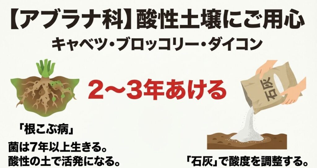 キャベツなどのアブラナ科野菜は酸性土壌で根こぶ病になりやすいことを解説したスライド
