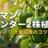 ピーマンをプランターに2株植えて大量収穫するための成功ガイドの表紙イラスト