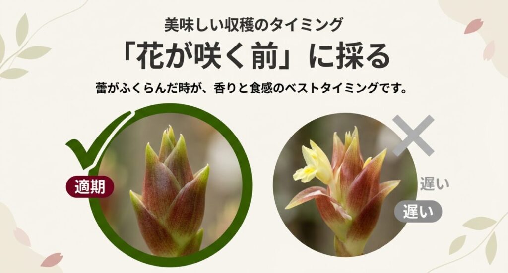 みょうがの収穫は「花が咲く前」が適期であり、花が咲くと遅いことを示す比較画像