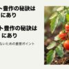 ミニトマト豊作の秘訣は『土の量』にあり、初心者が失敗しないための重要ポイントを示したタイトル画像 。