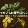 じゃがいもの葉が枯れる原因が失敗か、病気か、収穫の合図かを問うタイトル画像