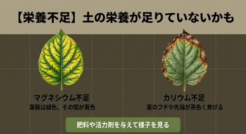 マグネシウム不足による葉脈間の黄変と、カリウム不足による葉のフチの焦げを示す栄養不足のサイン