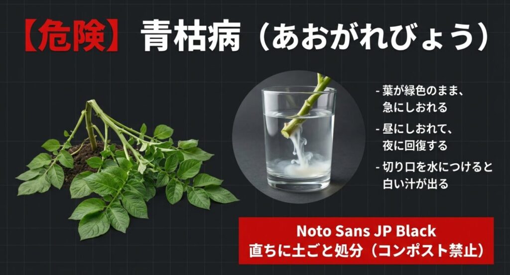 昼に緑色のまましおれたじゃがいもの茎を切り取って水につけ、白い汁が出ることで青枯病を診断する方法