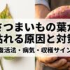 さつまいもの葉が枯れる原因と対策、復活法、病気、収穫サインを解説するタイトルスライド