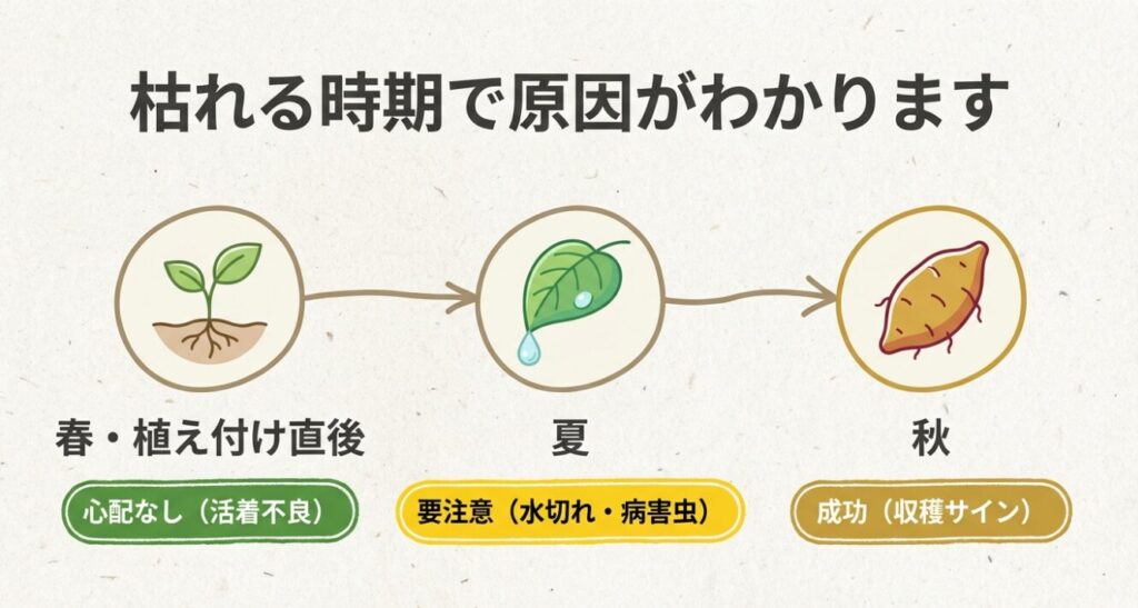 さつまいもの葉が枯れる原因は、春、夏、秋の時期によってわかることを示す一覧