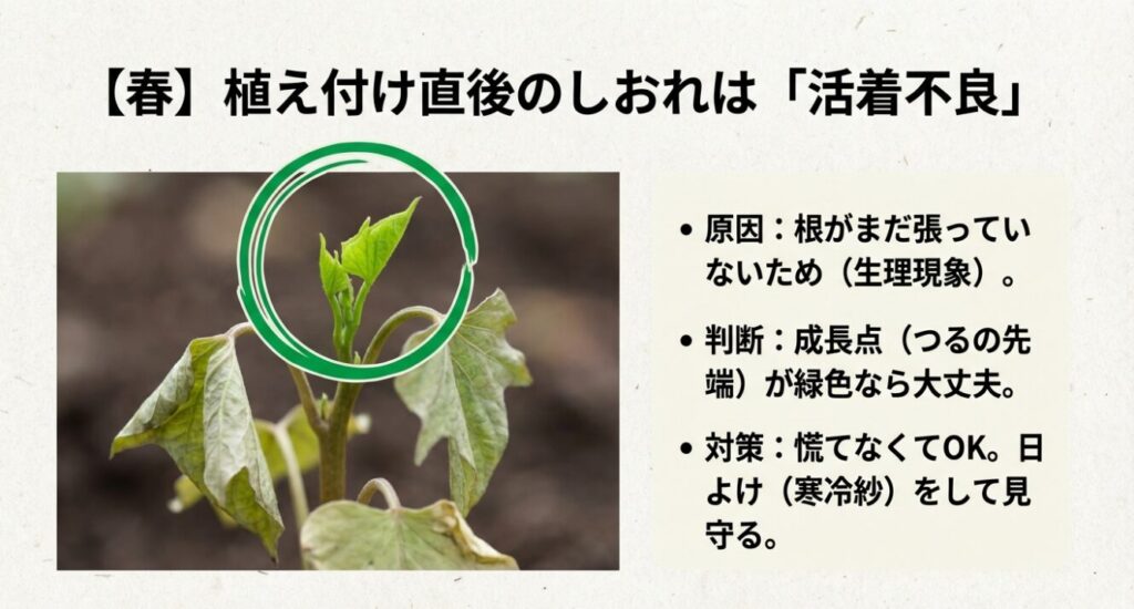 春の植え付け直後に起こる、活着不良によるさつまいもの葉のしおれ
