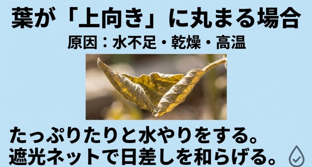 水不足や乾燥、高温が原因で葉が上向きに丸まる症状と、たっぷり水やりをして日差しを和らげる対策