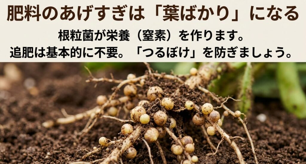 肥料のあげすぎは「葉ばかり」になる 。根粒菌が栄養(窒素)を作ります 。追肥は基本的に不要。「つるぼけ」を防ぎましょう 。