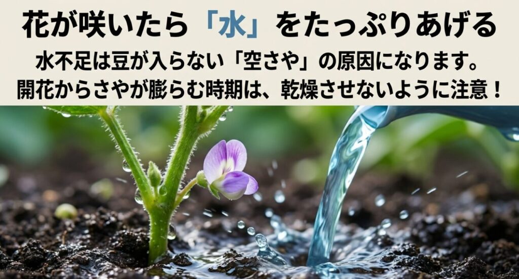 花が咲いたら「水」をたっぷりあげる 。水不足は豆が入らない「空さや」の原因になります 。開花からさやが膨らむ時期は、乾燥させないように注意!