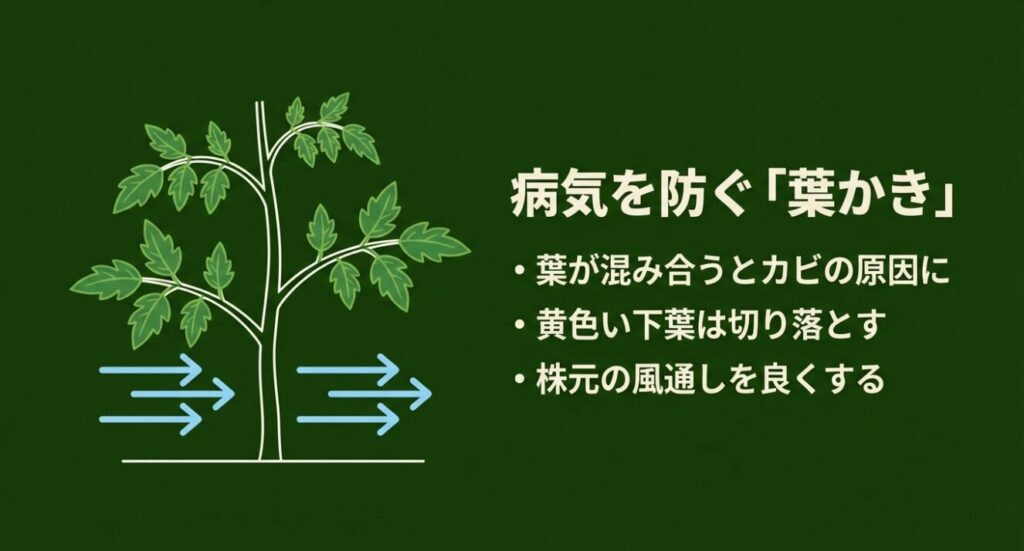 病気を防ぐ「葉かき」 。黄色い下葉は切り落とし 、株元の風通しを良くしてカビを防ぐ 。