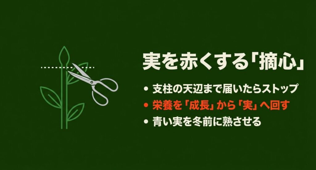 実を赤くする「摘心」 。支柱の天辺まで届いたらストップし 、栄養を「成長」から「実」へ回して冬前に熟させる 。