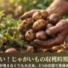 じゃがいもの収穫時期で失敗しないために、土の中が見えなくても3つの合図で見極めるポイントをまとめたタイトルスライド 。