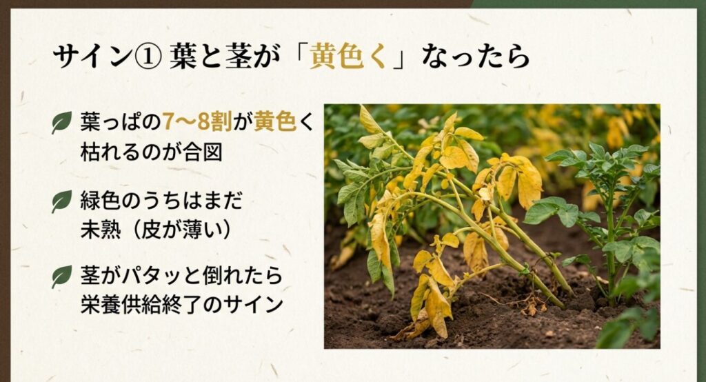 じゃがいもの葉の7〜8割が黄色く枯れ、茎がパタッと倒れた状態を示す収穫のサイン 。緑色のうちは未熟で皮が薄く、茎が倒れると栄養供給終了の合図となる 。