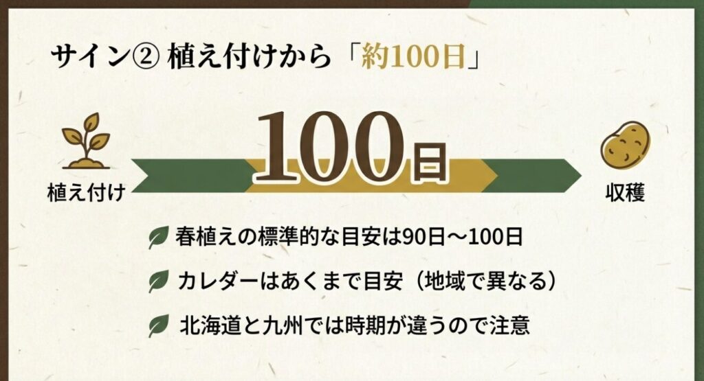 春植えじゃがいもの標準的な収穫の目安である、植え付けから約90日〜100日経過のサインを示すカレンダー 。北海道と九州など地域によって時期が異なるため注意が必要 。