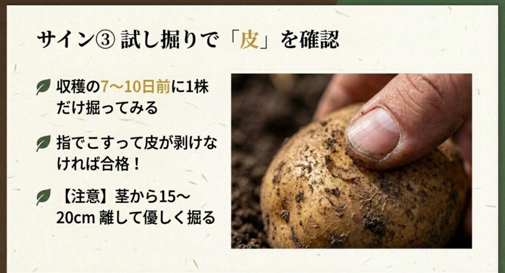 収穫の7〜10日前に茎から15〜20cm離して優しく1株だけ試し掘りし、指でこすって皮が剥けなければ合格というサイン 。