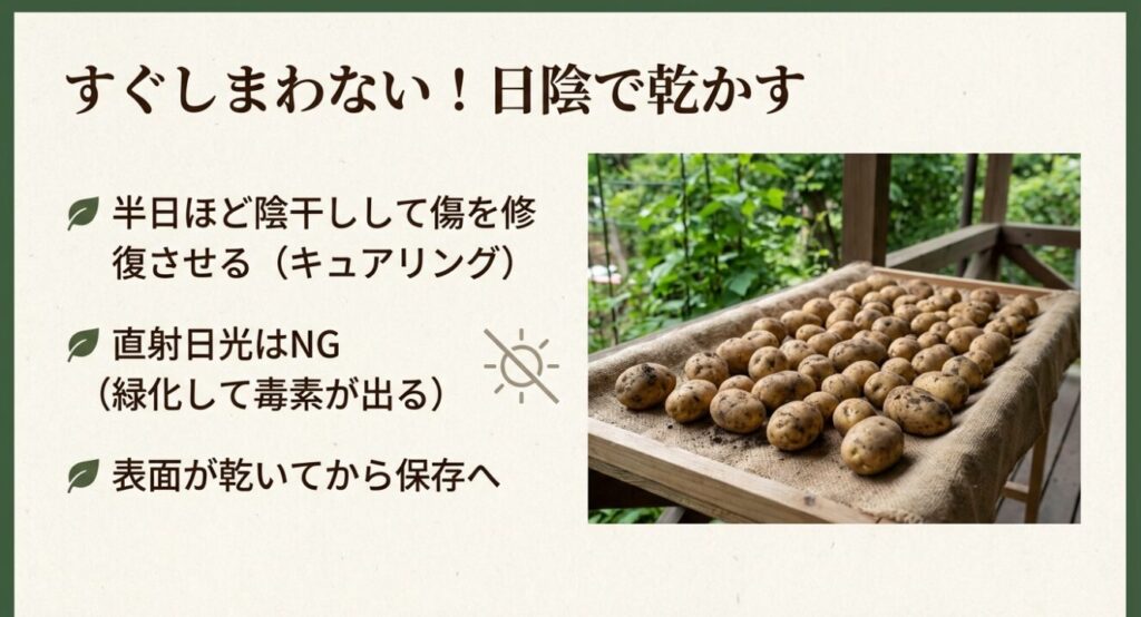収穫直後のじゃがいもを傷の修復のために半日ほど日陰で乾かしている様子 。直射日光は緑化して毒素が出る原因になるため避け、表面が乾いてから保存へ移す 。