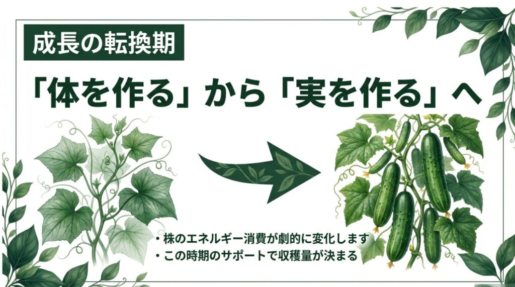 きゅうりの成長が「体を作る」から「実を作る」へ変化し、エネルギー消費が劇的に変わる時期の説明 。