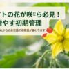 ミニトマトの花が咲いたら必見の収穫を増やす初期管理