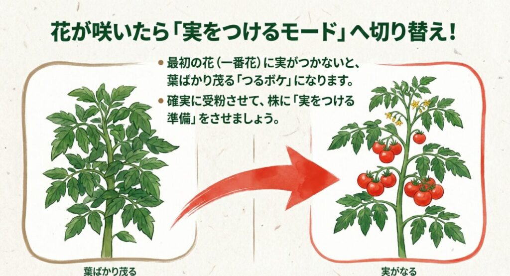 一番花に実がつかないと葉ばかり茂る「つるボケ」になるという解説図