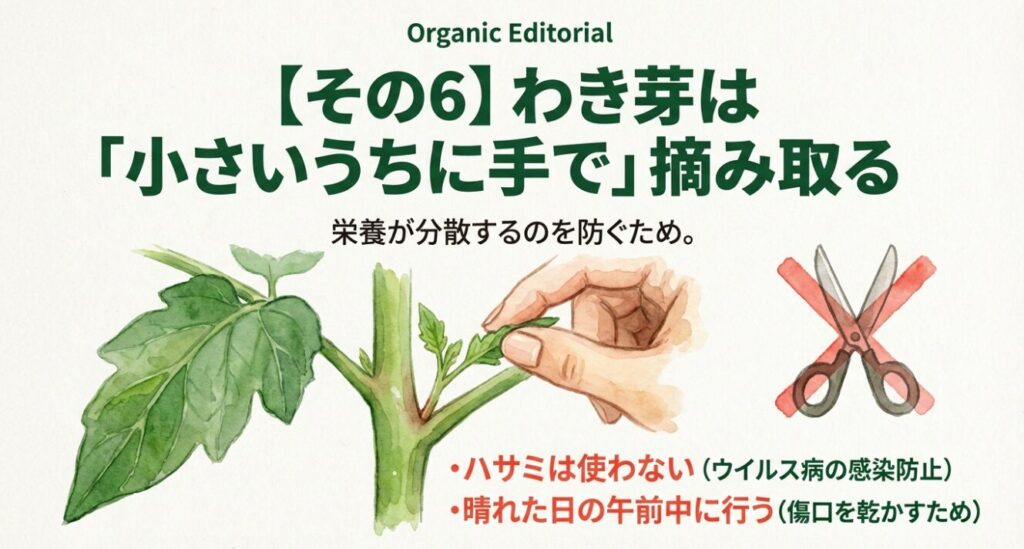 ウイルス病の感染防止のためハサミは使わずに手でわき芽を摘み取る