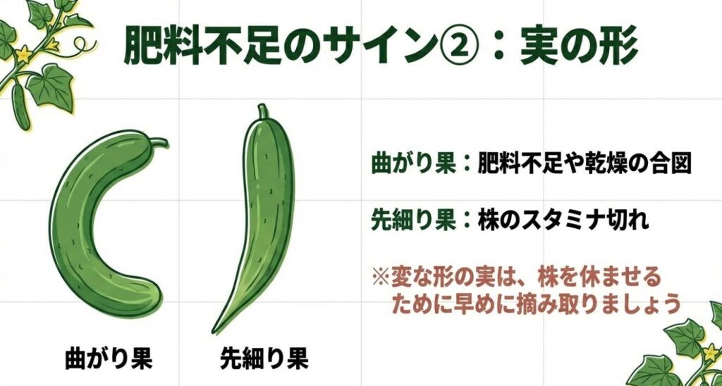 肥料不足や乾燥が原因で発生する、きゅうりの曲がり果や先細り果のイラスト