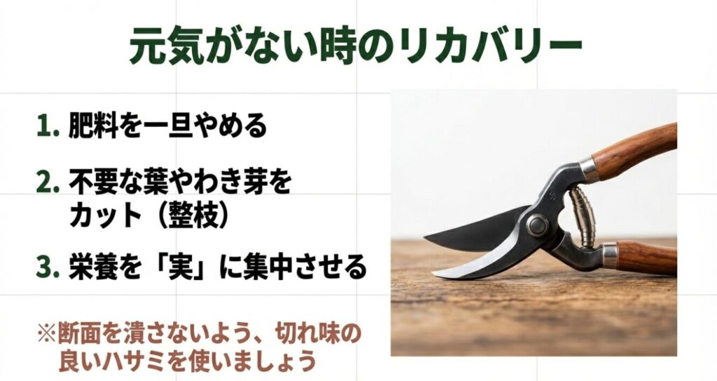 樹勢を回復させるために、肥料を一旦やめて不要な葉やわき芽をカットするための剪定バサミ