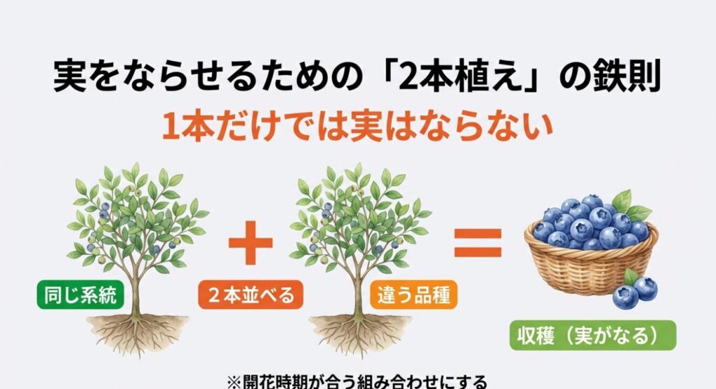 ブルーベリーの収穫のために同じ系統の違う品種を2本並べる鉄則