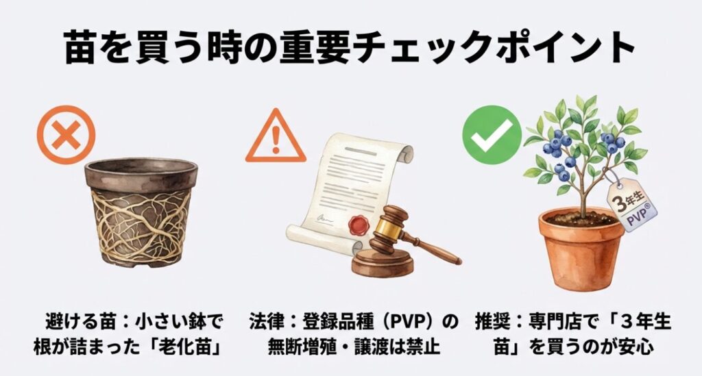 苗を買う時は根が詰まった老化苗を避け、PVPなど法律に注意して3年生苗を選ぶ