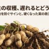 落花生の収穫が遅れるとどうなるのか、失敗を防ぐサインと硬くなった実の救済策