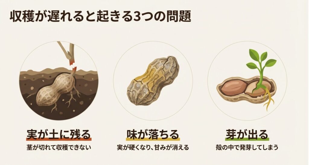 収穫が遅れると起きる3つの問題。実が土に残る、味が落ちる、殻の中で発芽してしまう