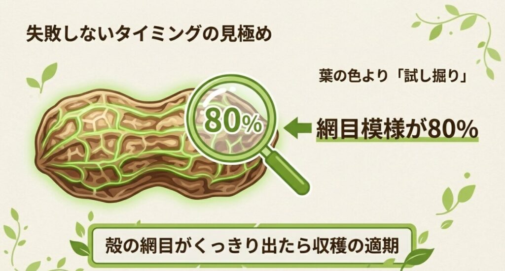 葉の色より試し掘りが重要で、殻の網目模様が80%くっきり出たら収穫の適期
