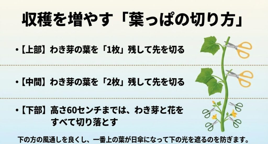 収穫を増やす葉っぱの切り方として、上部はわき芽の葉を1枚残して先を切る 。中間はわき芽の葉を2枚残して先を切り、高さ60センチの下部まではわき芽と花をすべて切り落とす 。