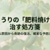きゅうりが枯れる原因から奇跡の復活、確実な予防法までをまとめた処方箋のスライド表紙です 。