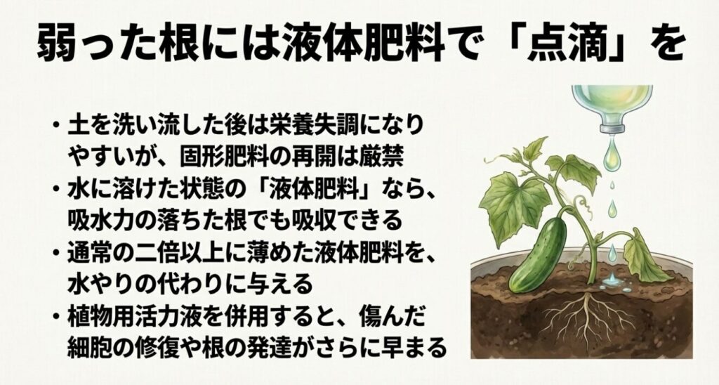 吸水力の落ちた根でも吸収できるように、通常の2倍以上に薄めた液体肥料を水やりの代わりに与える方法です 。