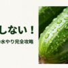 水滴がついた新鮮なきゅうりのアップ画像