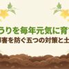 きゅうりの連作障害を防ぐ5つの対策と土づくりについて解説するタイトルスライド