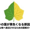 きゅうりの葉が半分黄色くなったイラスト。きゅうりの葉が黄色くなる原因と対策、元気な株へ復活させるための図解ガイド 。