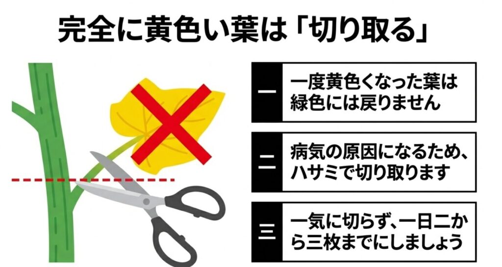 一度黄色くなったきゅうりの葉は緑色に戻らないため、病気予防のためにハサミで1日2〜3枚切り取る手順の解説 。