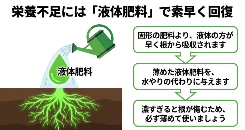 きゅうりの栄養不足に対し、固形肥料よりも根から早く吸収される液体肥料を水やりの代わりに与える図解 。