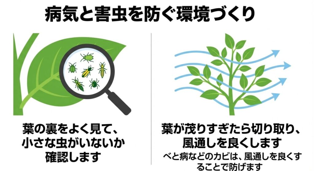ルーペで葉の裏の害虫を確認する様子と、葉を切り取って風通しを良くしカビを防ぐ環境づくりの解説 。
