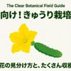 きゅうりの黄色い雄花と雌花の見分け方とたくさん収穫するコツを解説するタイトル画像