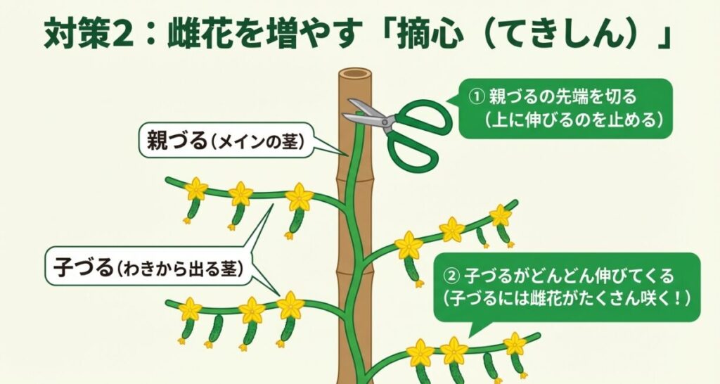 雌花がたくさん咲く子づるを伸ばすために、上に伸びる親づるの先端を切る摘心作業の解説