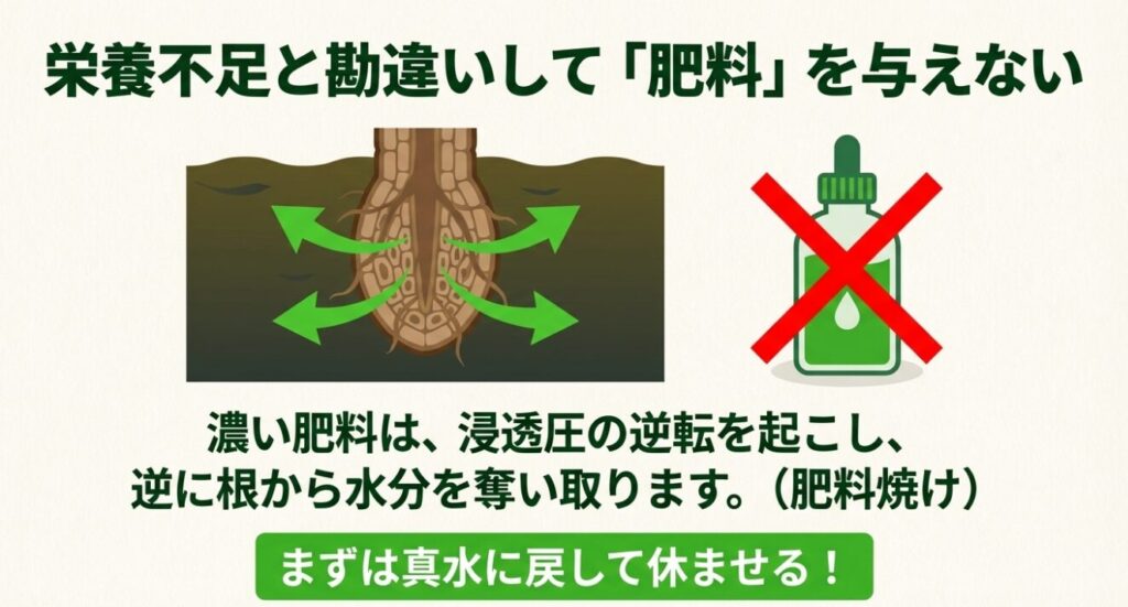 栄養不足と勘違いして濃い肥料を与えると浸透圧の逆転が起き、逆に根から水分を奪い取る肥料焼けを警告する図