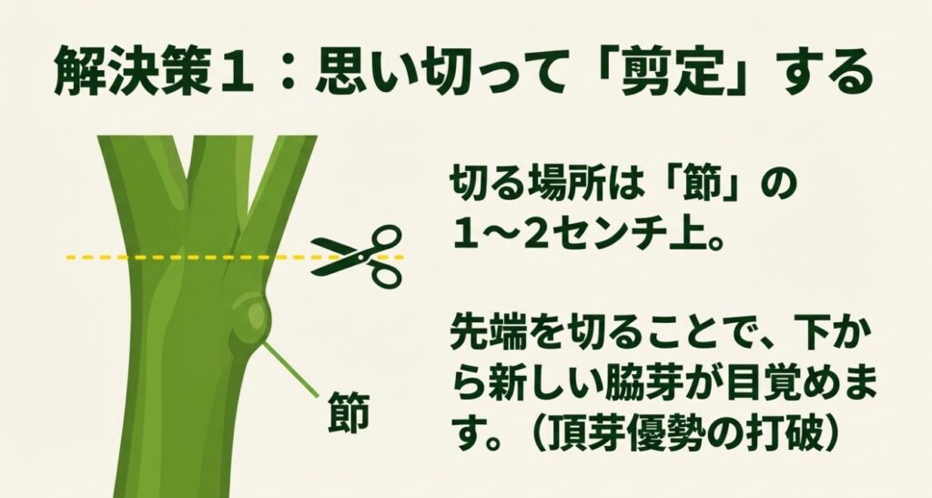 アボカドの徒長を解決するため、節の1から2センチ上で先端を切断し、頂芽優勢を打破して新しい脇芽を目覚めさせる手順