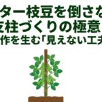 プランター栽培の枝豆を倒さないための支柱づくりの極意